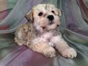 Male Schnoodle Puppy for sale #9 Born 9-1-13|Boston Massachusetts is an easy city to receive Schnoodles in|Schnoodle pups for sale can fly for $150
